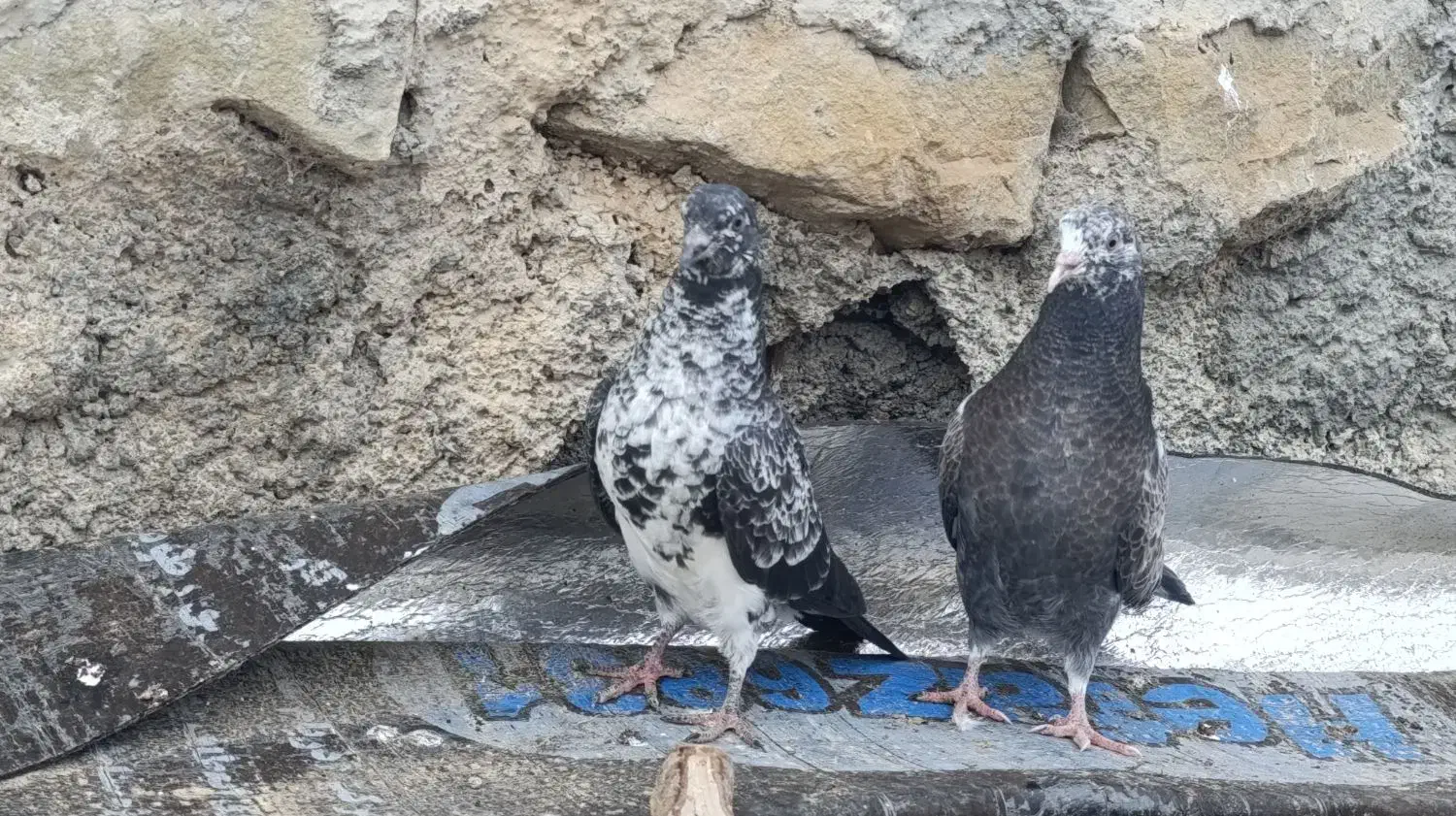 600|پرنده|کلیبر, |دیوار