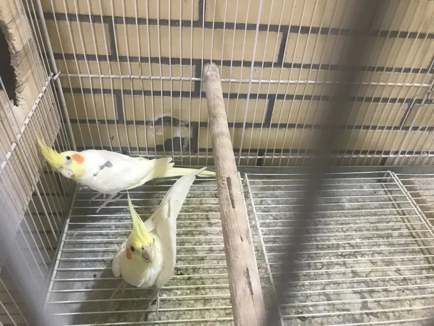 فروش یک جفت عروس مولد|پرنده|لار, |دیوار