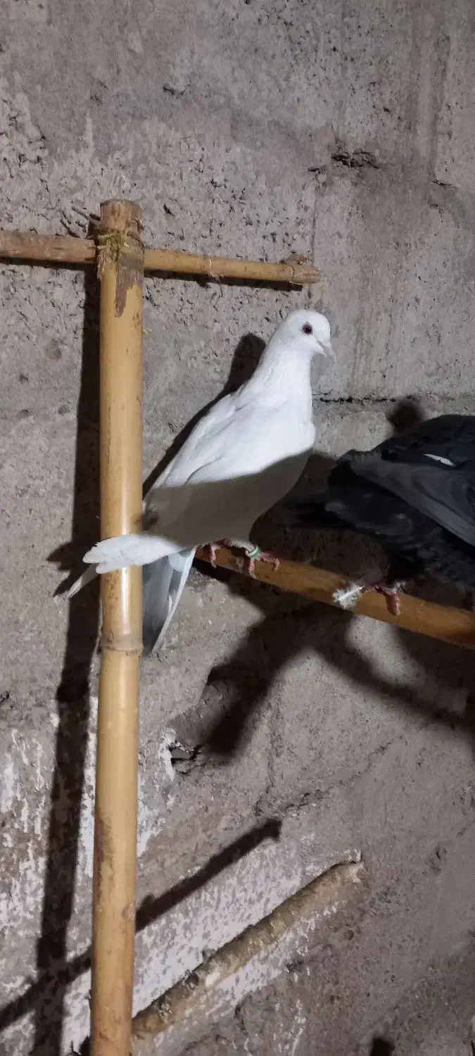 کبوتر پرشی|پرنده|املش, |دیوار