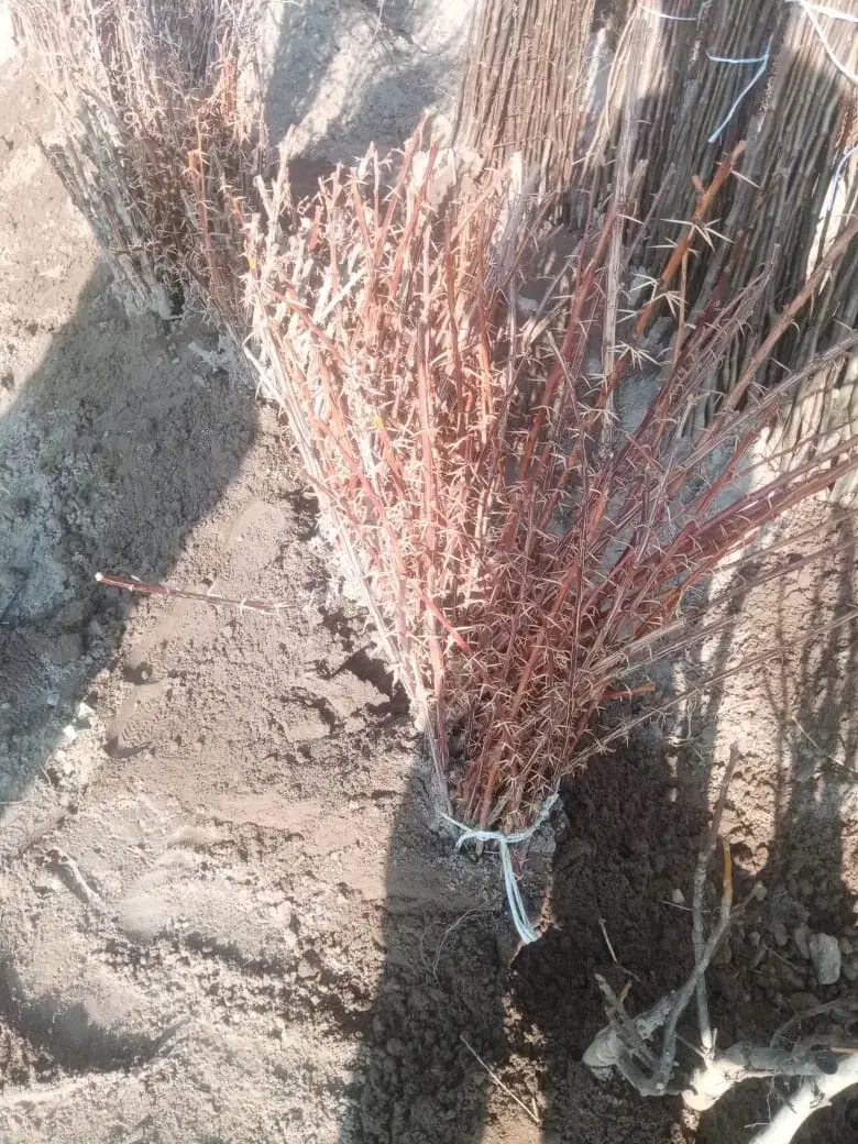 انواع نهال مرکبات و مغزها با ضمانت رشد|خدمات باغبانی و درختکاری|بابلسر, |دیوار