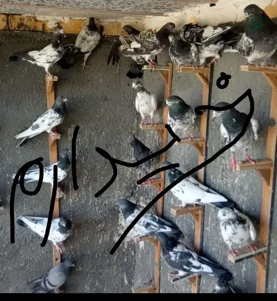 کبوتر دونه ۱۰۰|پرنده|مسجد سلیمان, |دیوار