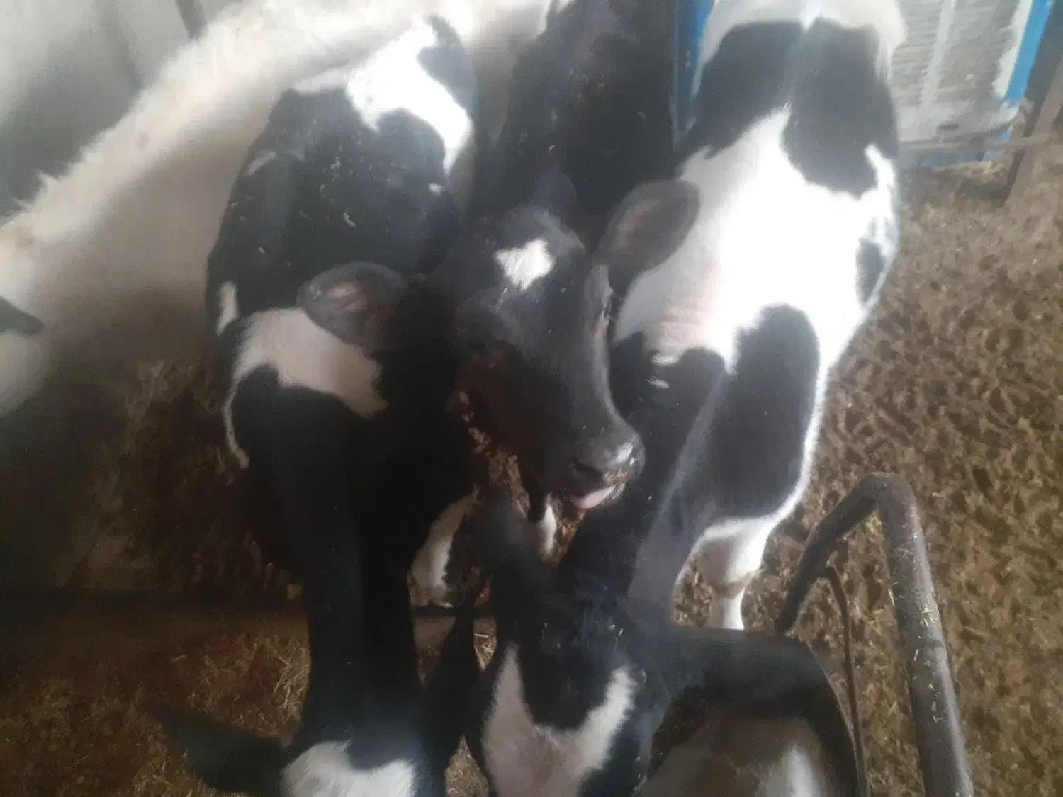 گوساله هلیشتان|حیوانات مزرعه|میبد, |دیوار