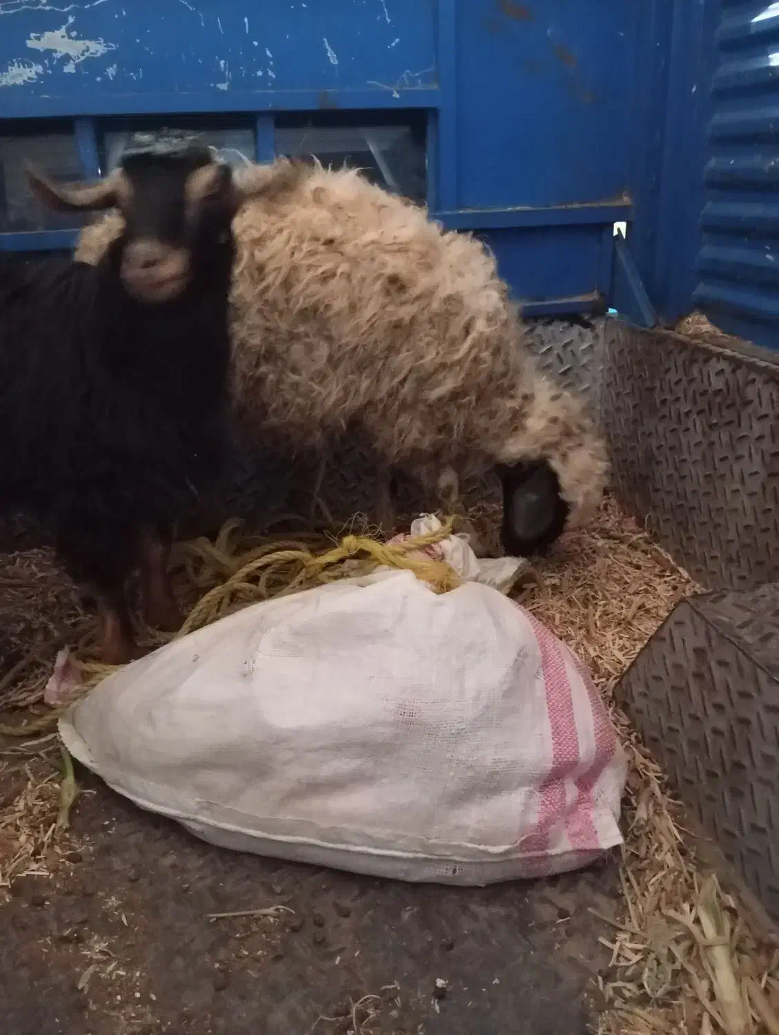 فروش گوسفند و بزغاله ماده|حیوانات مزرعه|روانسر, |دیوار