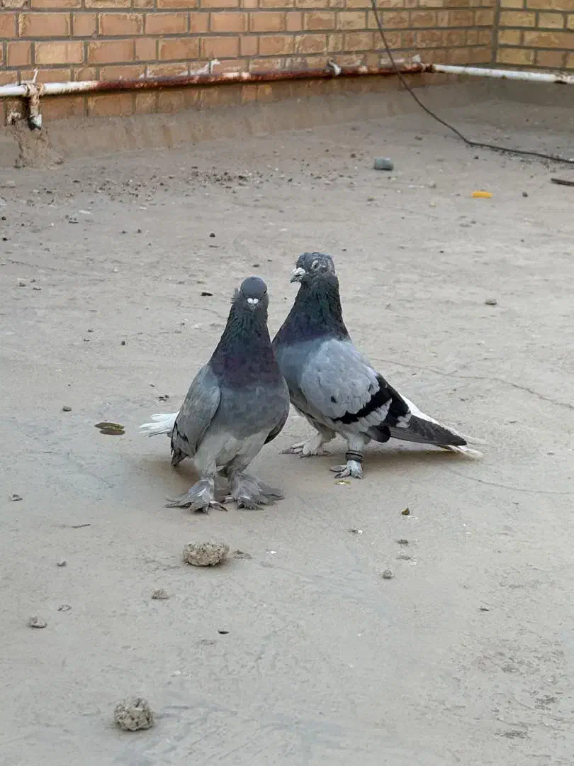 سبز دم سفید|پرنده|بهبهان, |دیوار