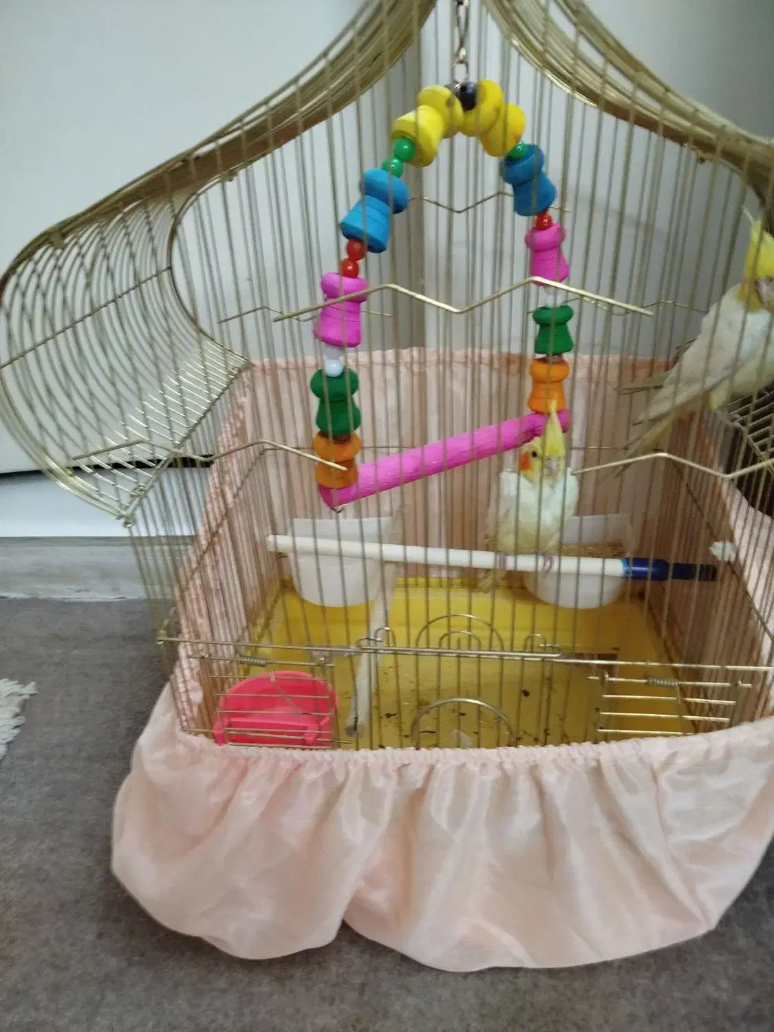 معاوضه جوجه عروس هلندی با سرلاکی|پرنده|تهران, مینای شمالی (مخبر)|دیوار