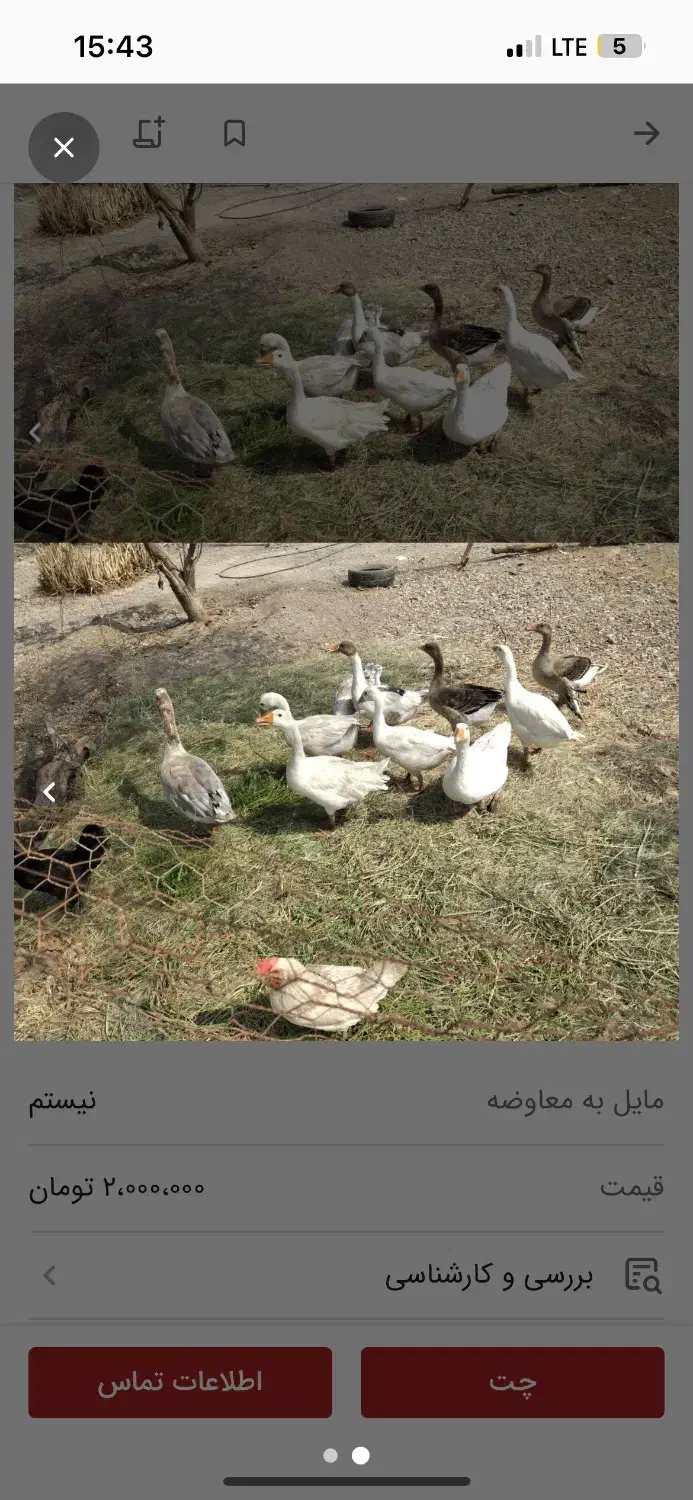 ۳ جفت غاز بالغ و سالم و ی جفت اردک فروش فوری|حیوانات مزرعه|بندرعباس, |دیوار