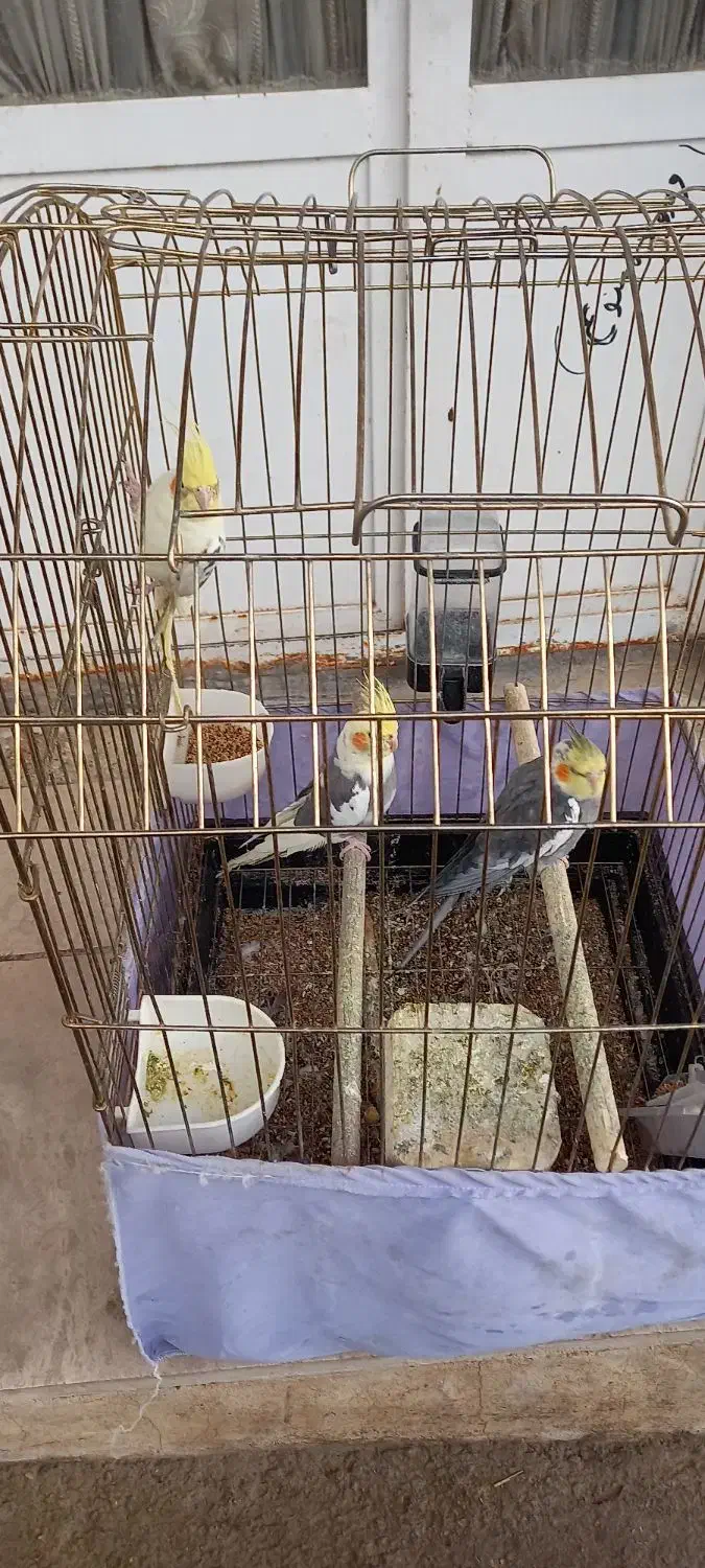 عروس هلندی|پرنده|خرم‌آباد, |دیوار