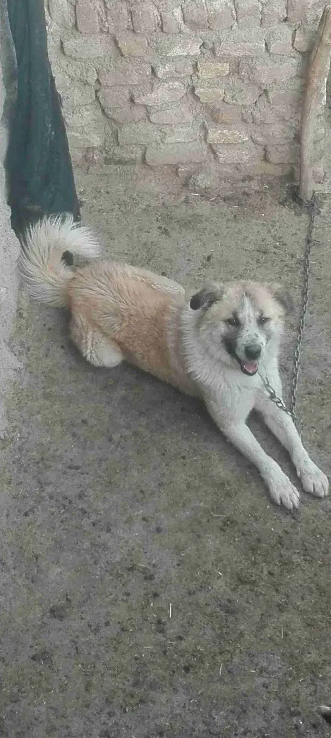 سگ گمشده مژدگانیش ۲ ملیون هست|حیوانات|نورآباد, |دیوار
