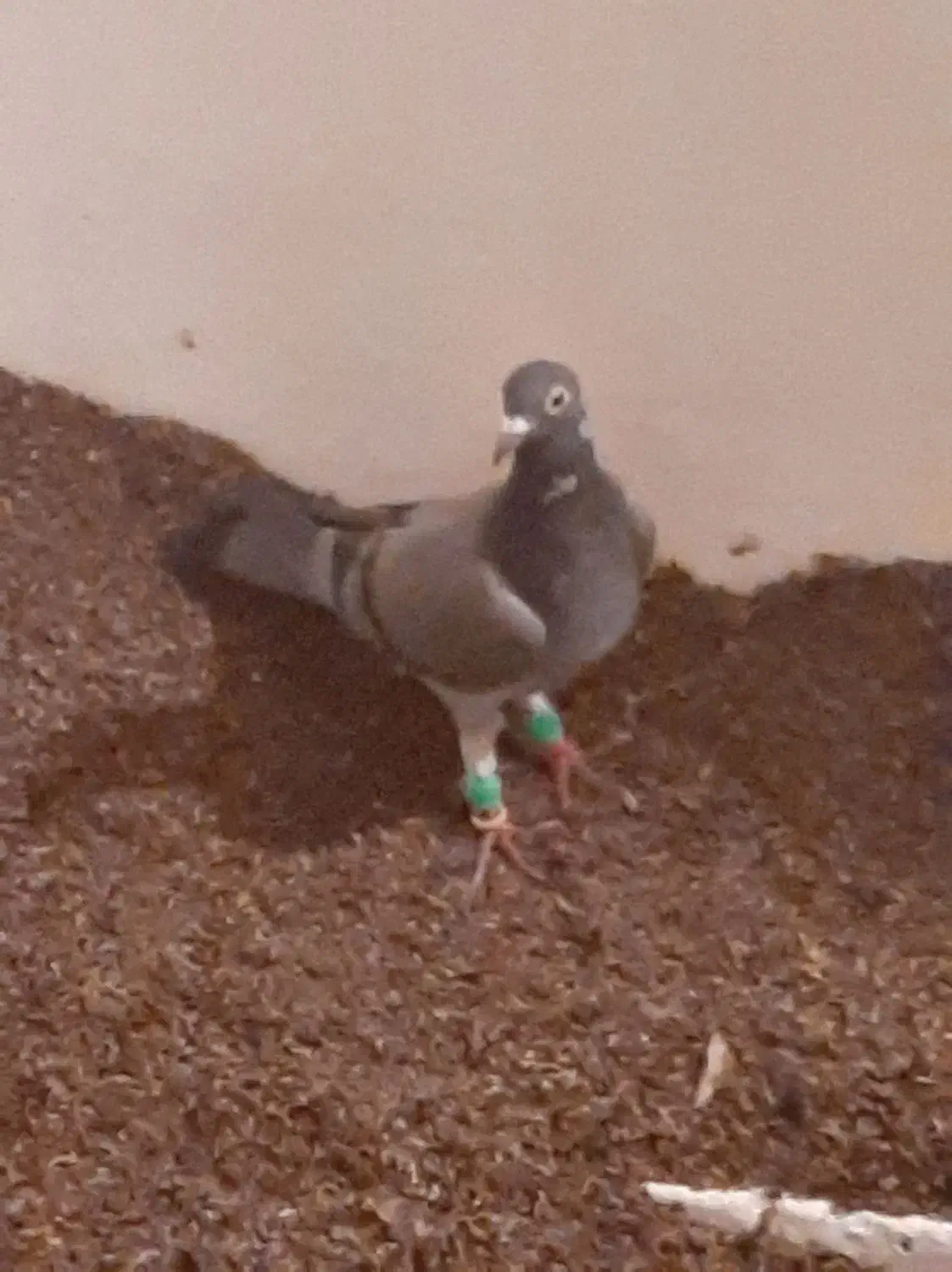 دوعدد کبوتر کفترالمانی مسافتی|پرنده|تربت‌حیدریه, بالا ولایت|دیوار