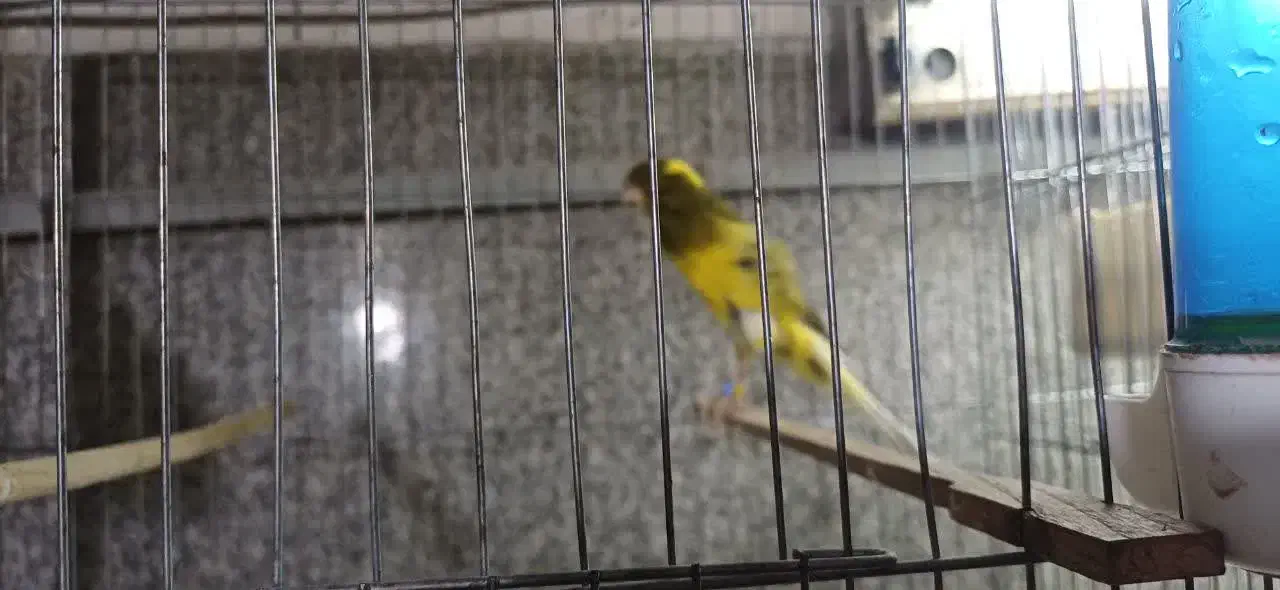 قناری رسمی بلند|پرنده|تهران, شهرک شریعتی|دیوار