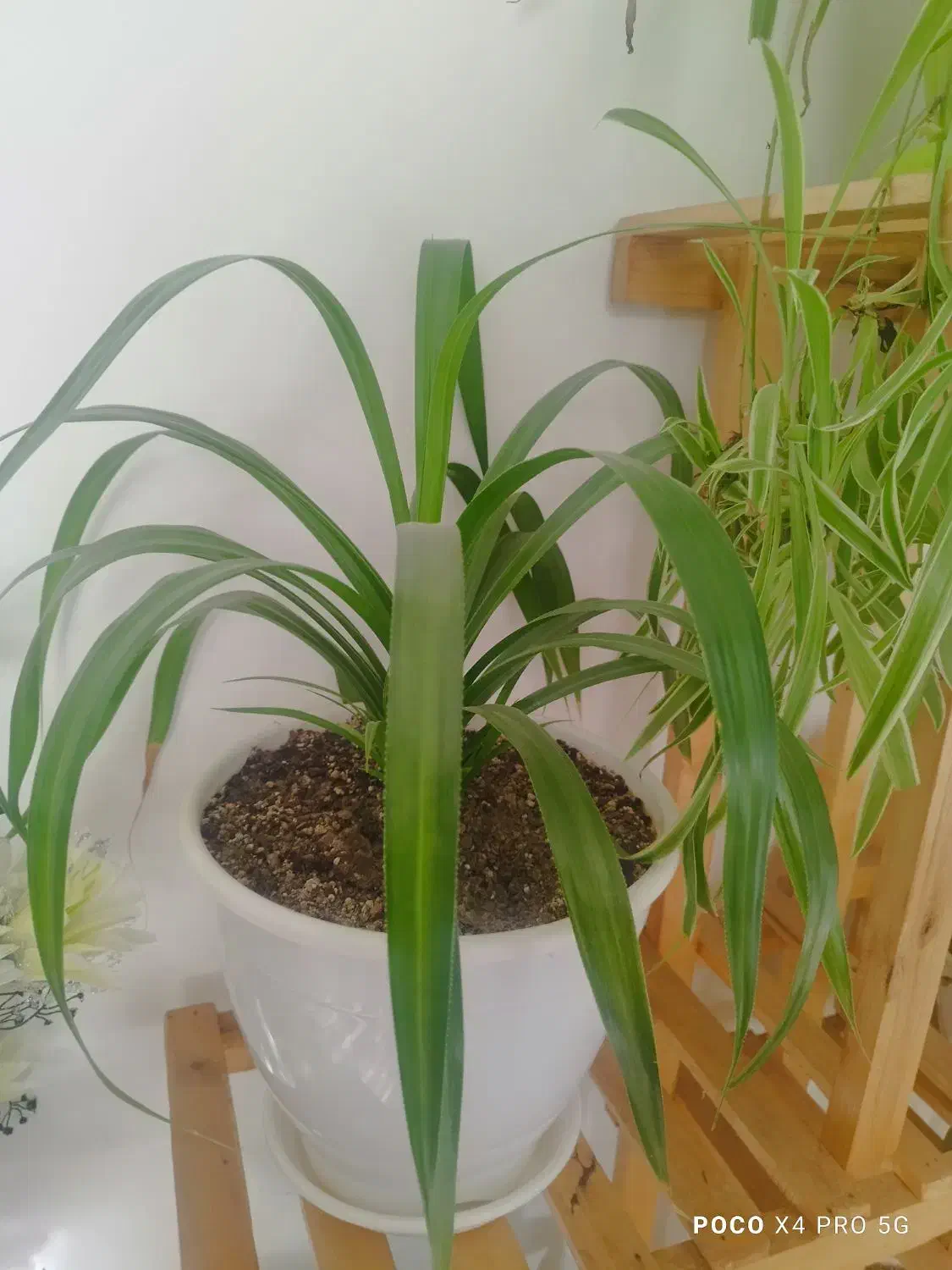 گل با گلدان|گل و گیاه طبیعی|خرمدره, |دیوار