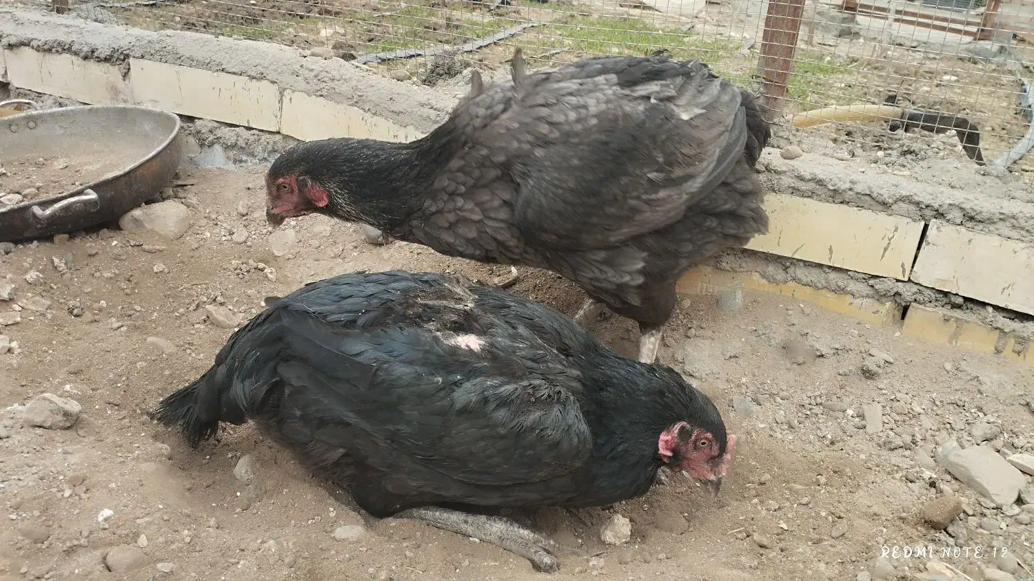 خروس مرغ لاری|حیوانات مزرعه|فشاپویه, |دیوار