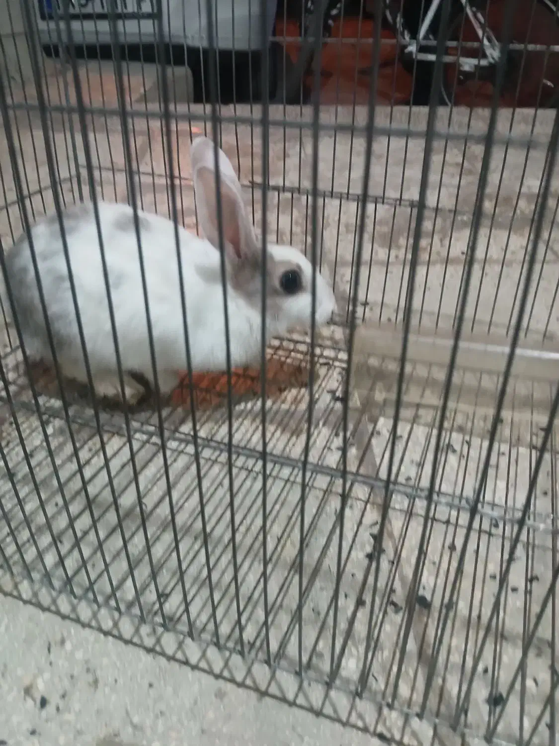 خ ر گگو ش|موش و خرگوش|کوهدشت, |دیوار