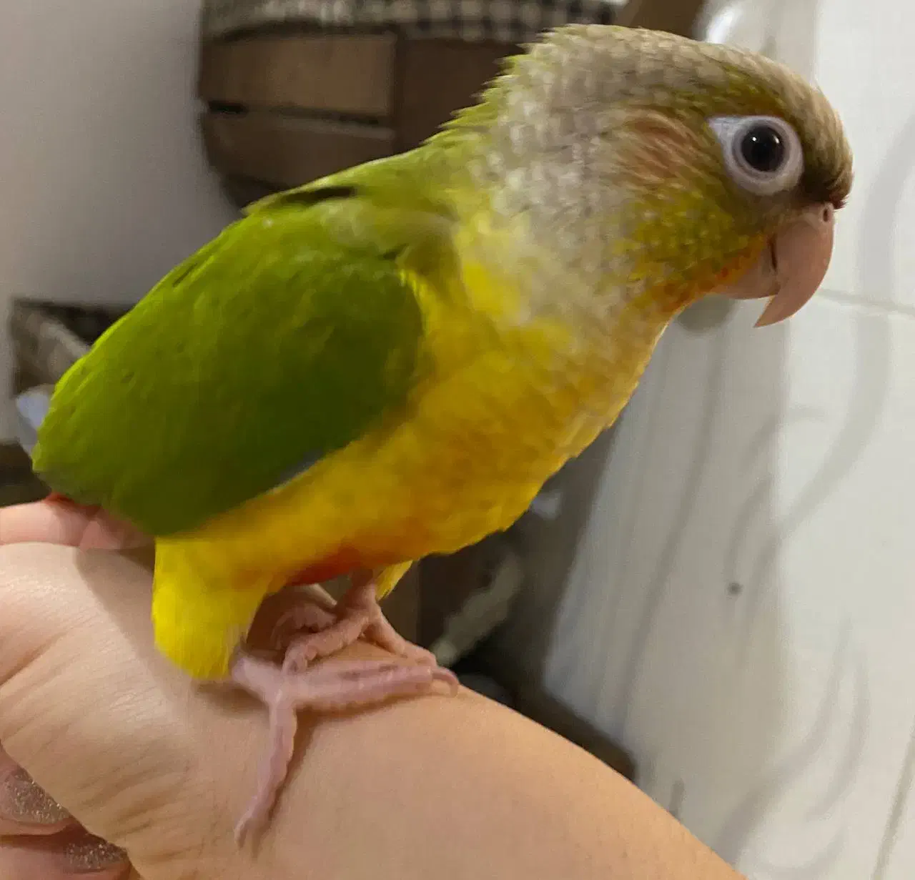 گیرنچیک زیبا اهلی|پرنده|تبریز, |دیوار