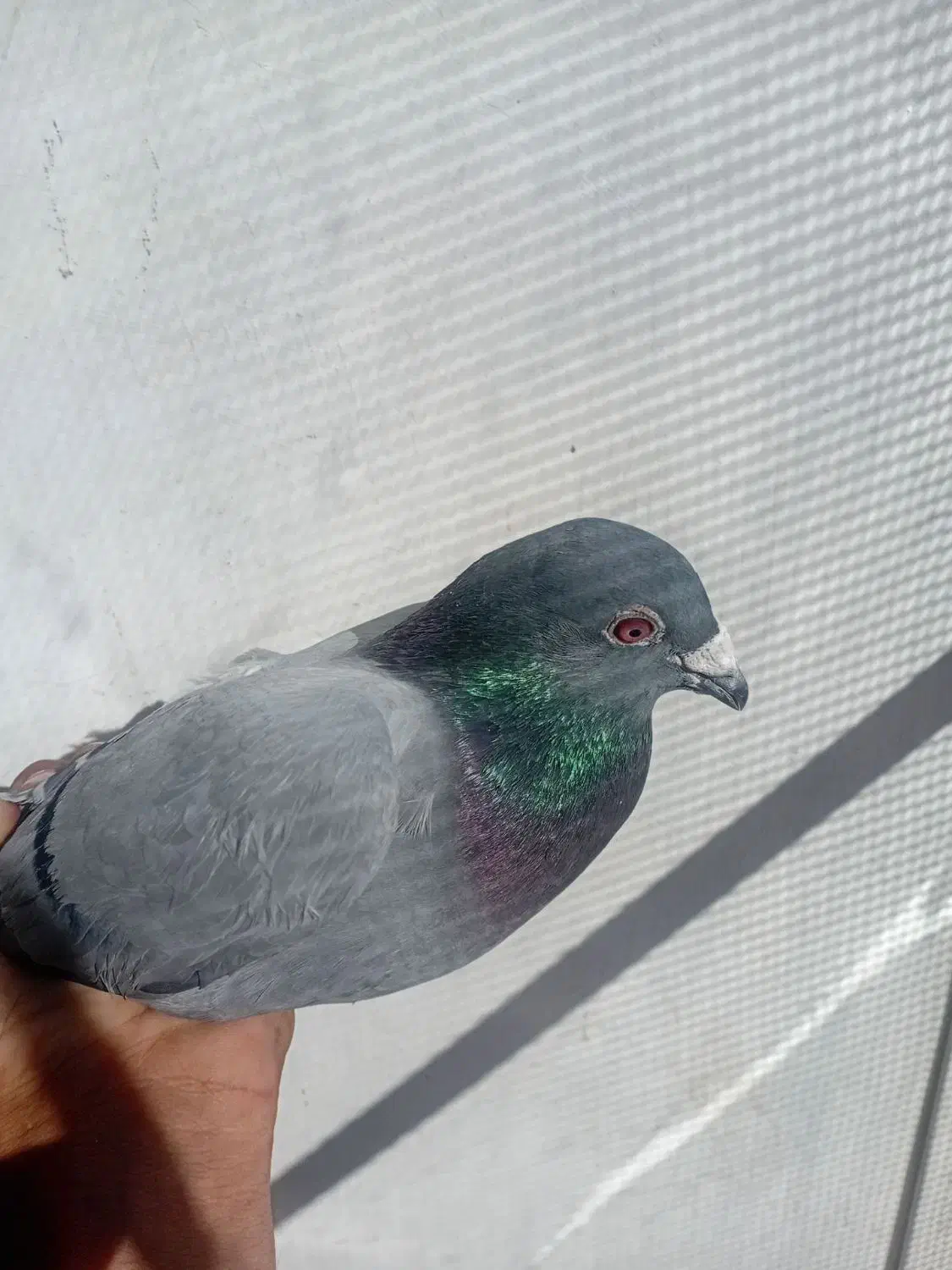 نر سبز|پرنده|نیمروز, |دیوار