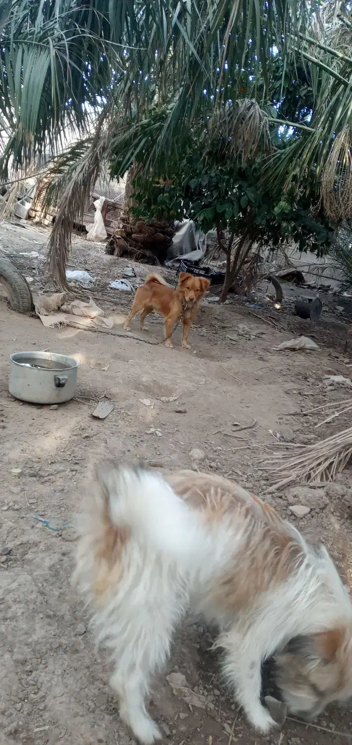 با دقت متن را بخونید|سگ|بم, |دیوار