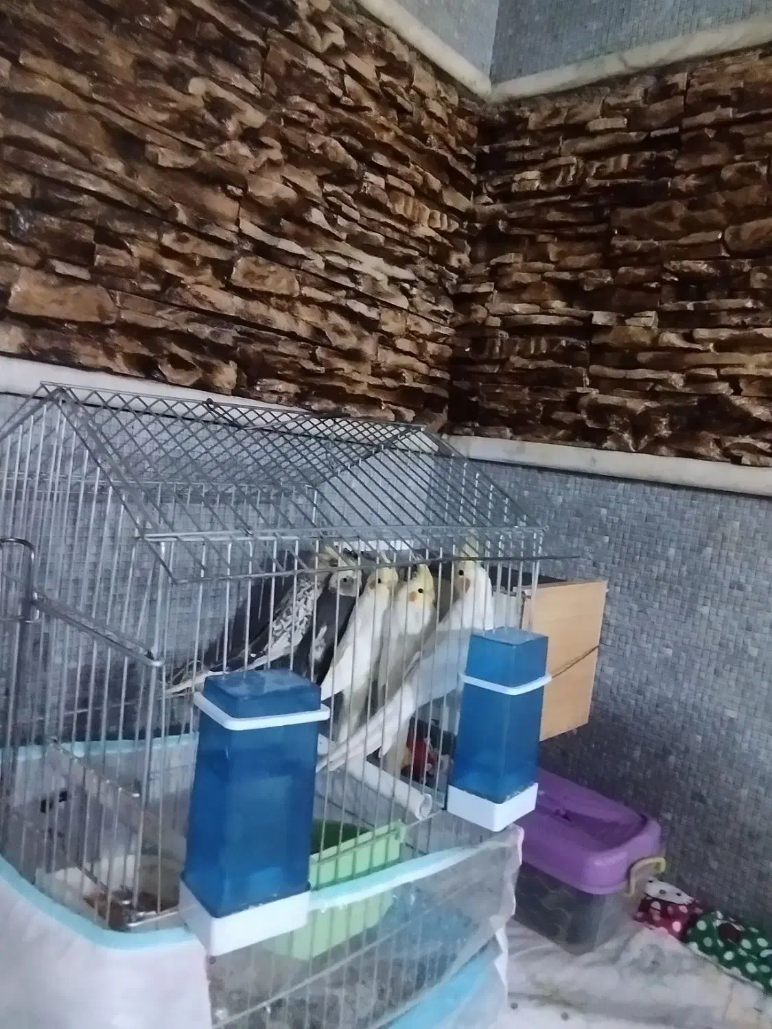 ی جفت عروس هلندی  همراه با ۳تا جوجه عروس دو ماهه|پرنده|بیضا, |دیوار