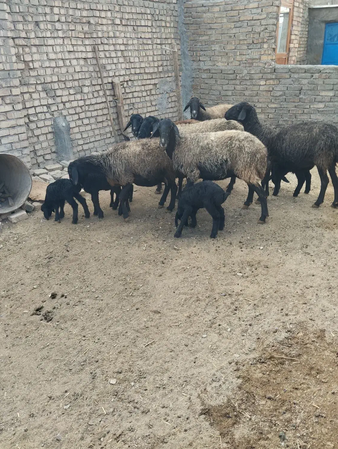 میش وبره|حیوانات مزرعه|پیشوا, |دیوار