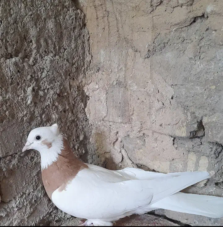 طوقی ماده|پرنده|اقلید, |دیوار