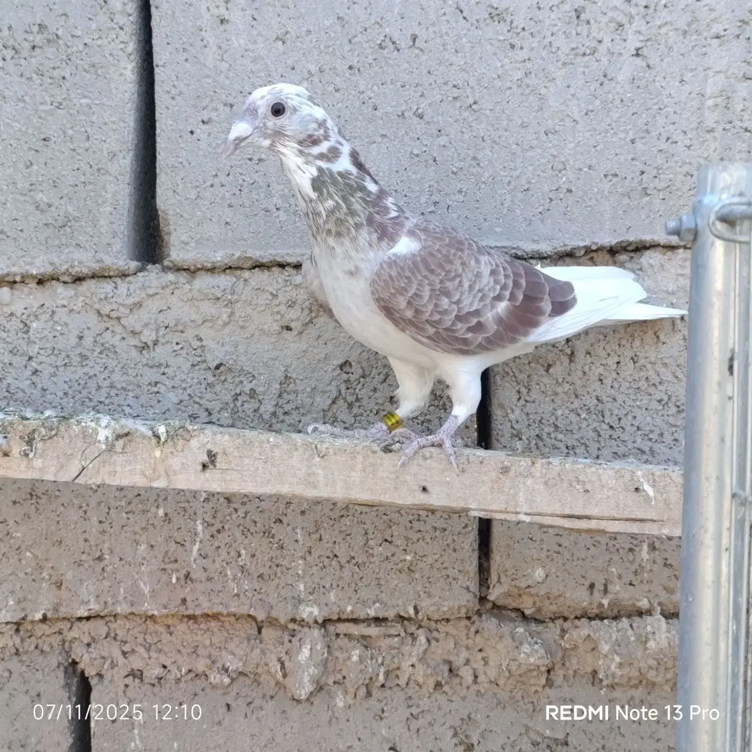 نر و ماده سوسکی سرخ نر چشم سیاه|پرنده|درمیان, |دیوار