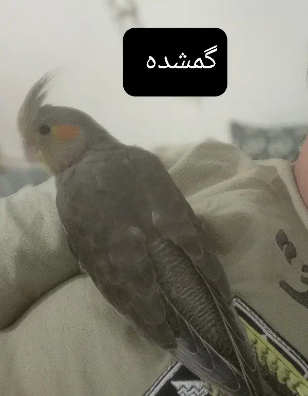 عروس هلندی|حیوانات|کرمانشاه, |دیوار