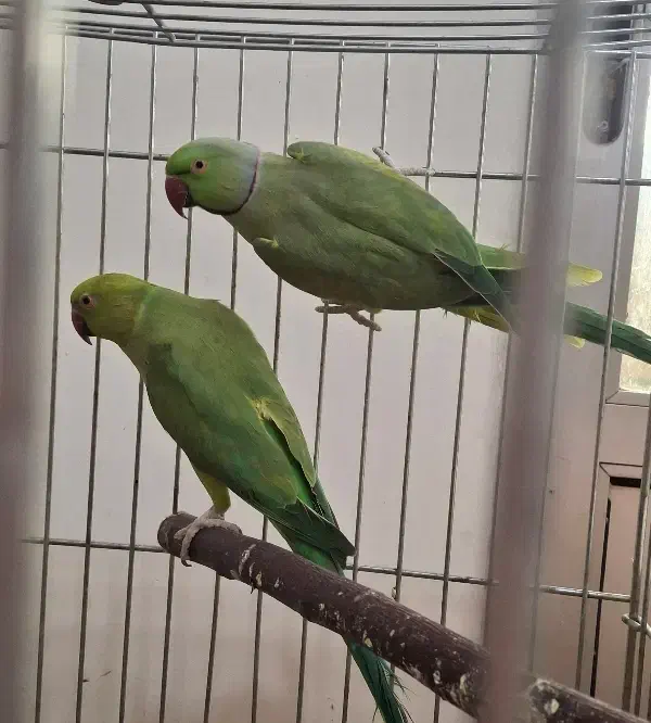 جفت مولد قطعی ملنگو|پرنده|ساری, |دیوار