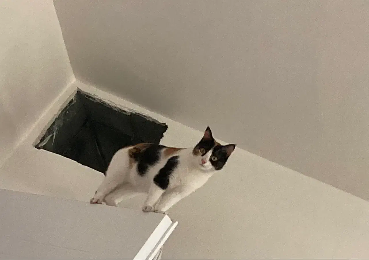 گربه گمشده|حیوانات|شیراز, کرونی(خاتونک)|دیوار