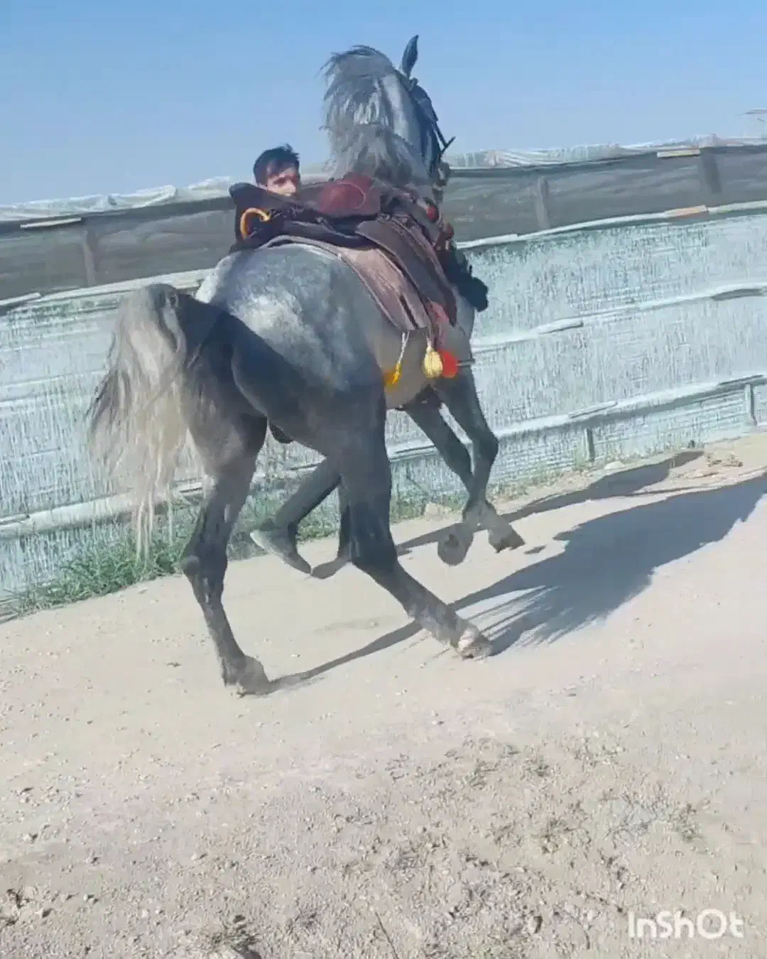 کره اسب سه سال نیم نریان نوه کامران|اسب و تجهیزات اسبسواری|فلاورجان, |دیوار