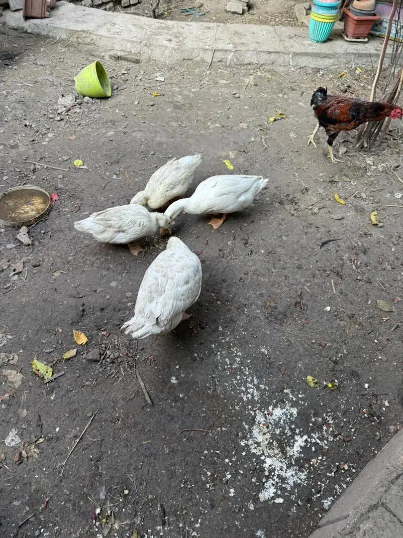 غاز و اردک|حیوانات مزرعه|گرگان, |دیوار