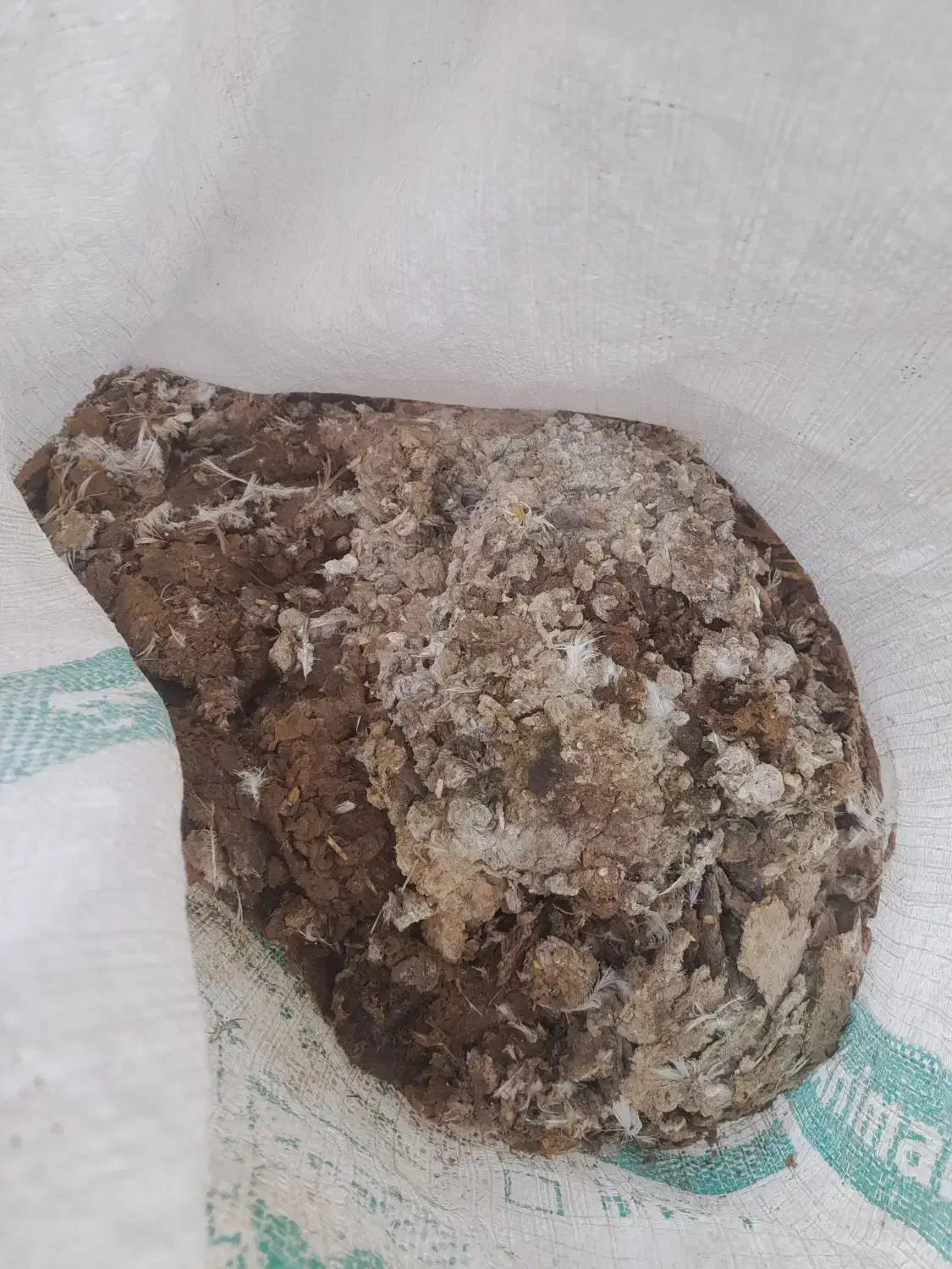 بارکفتر|خدمات باغبانی و درختکاری|نیشابور, مازول|دیوار