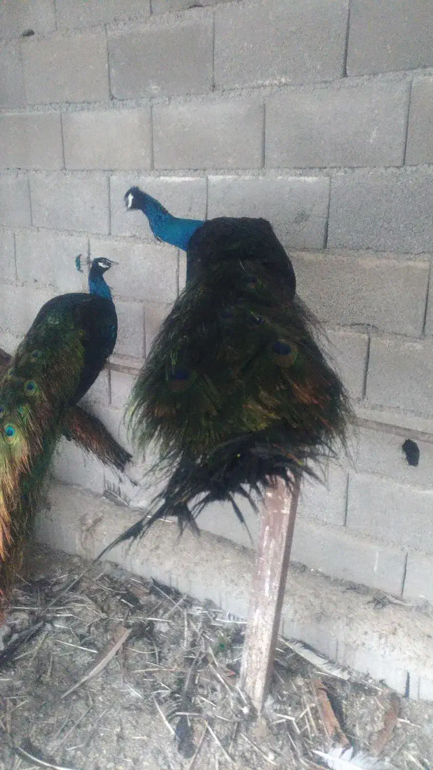 طاووس نر بالغ|پرنده|اهواز, نیوساید|دیوار