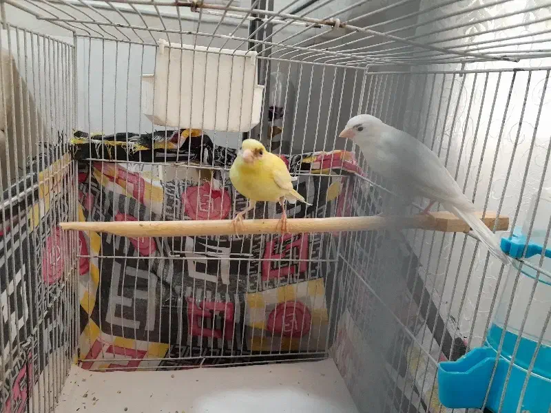 جوجه قناری نر|پرنده|قم, ولیعصر|دیوار