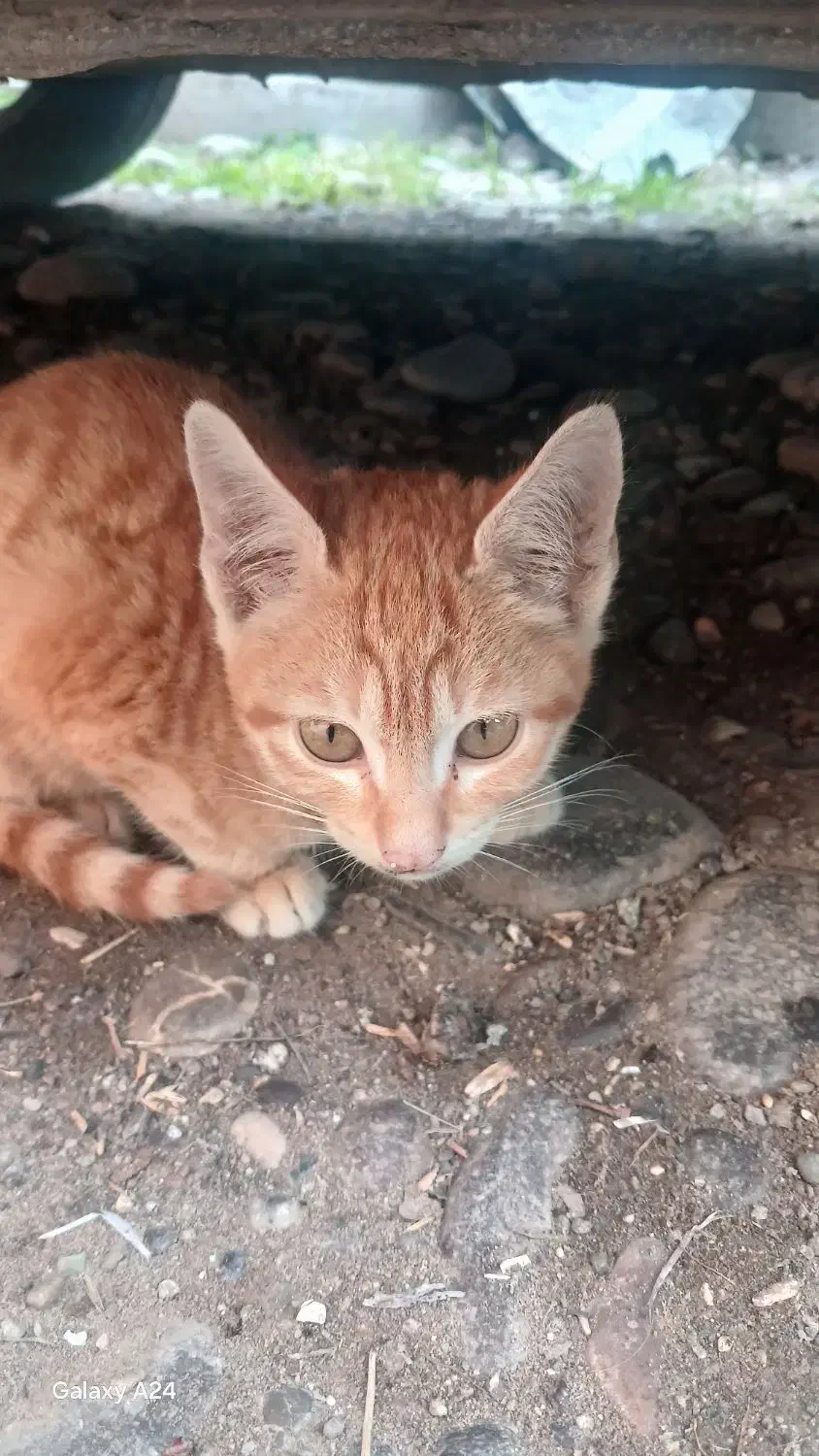 گربه|گربه|شفت, |دیوار