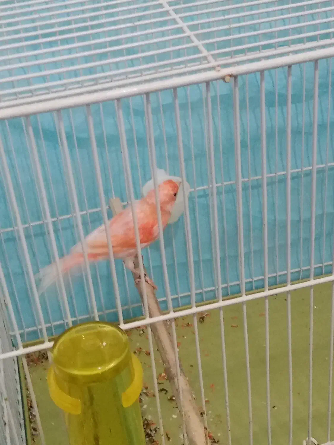 قناری|پرنده|زرند, |دیوار