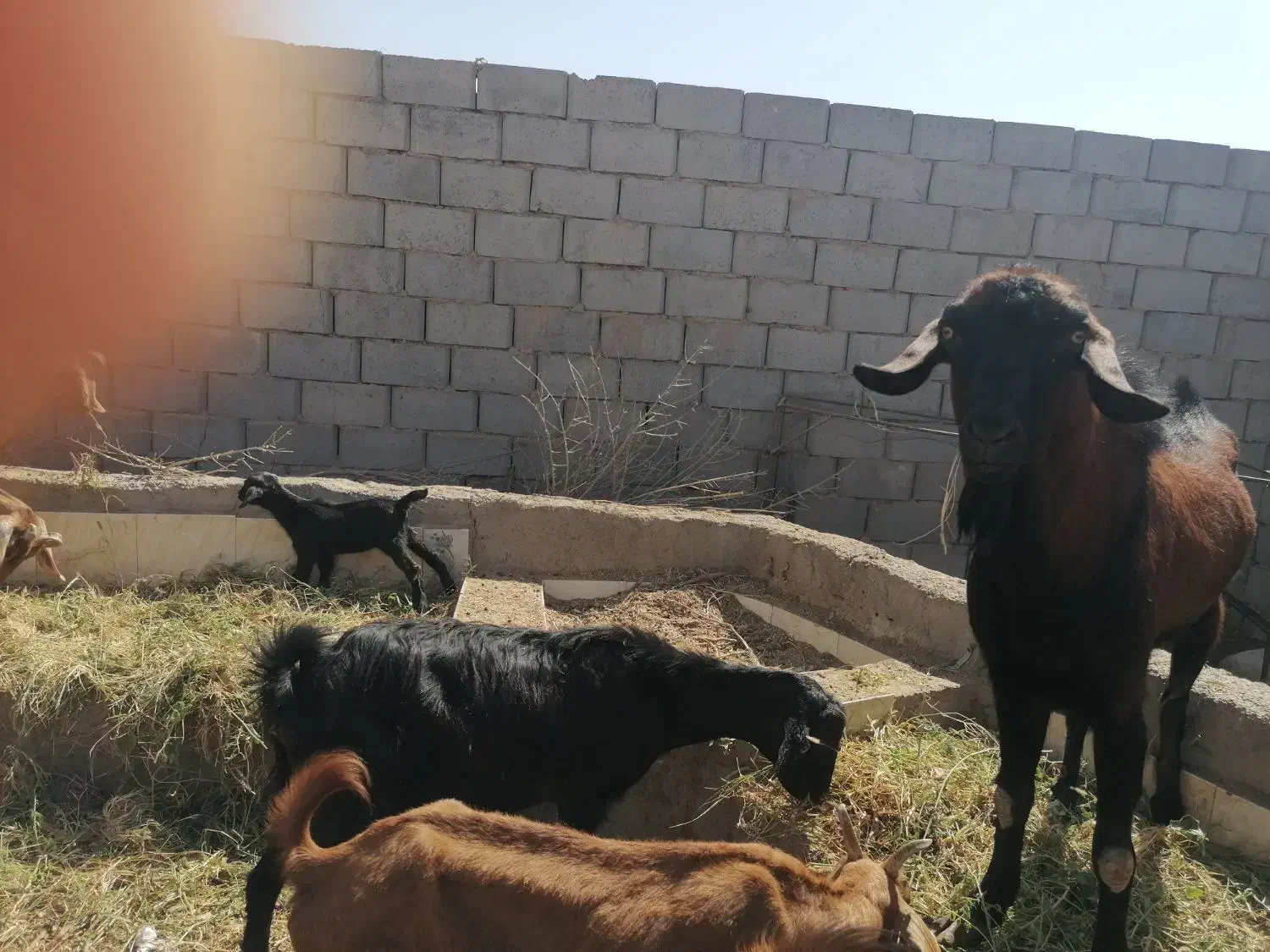 بز نژاددار بمی با بچه|حیوانات مزرعه|میبد, |دیوار