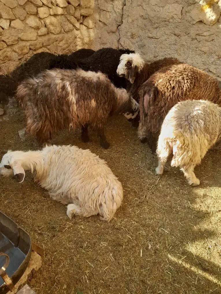 بره نر سبک|حیوانات مزرعه|یاسوج, |دیوار