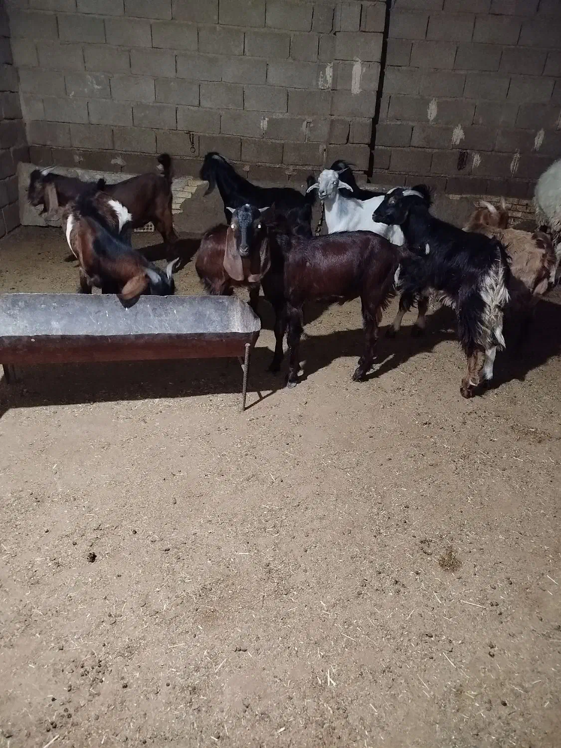 بز نر برای فروش|حیوانات مزرعه|بندر ماهشهر, |دیوار