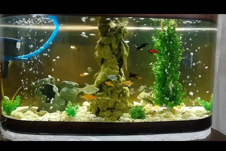 آکواریوم شیشه خم بامیز و تمام لوازم|ماهی|مشهد, رستگار|دیوار