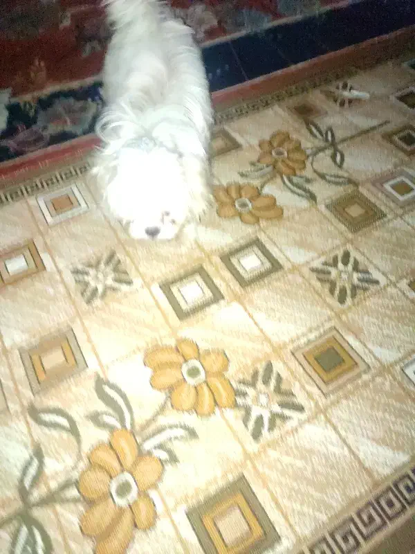 واگذاری شیتزوفلت|سگ|نوشهر, |دیوار