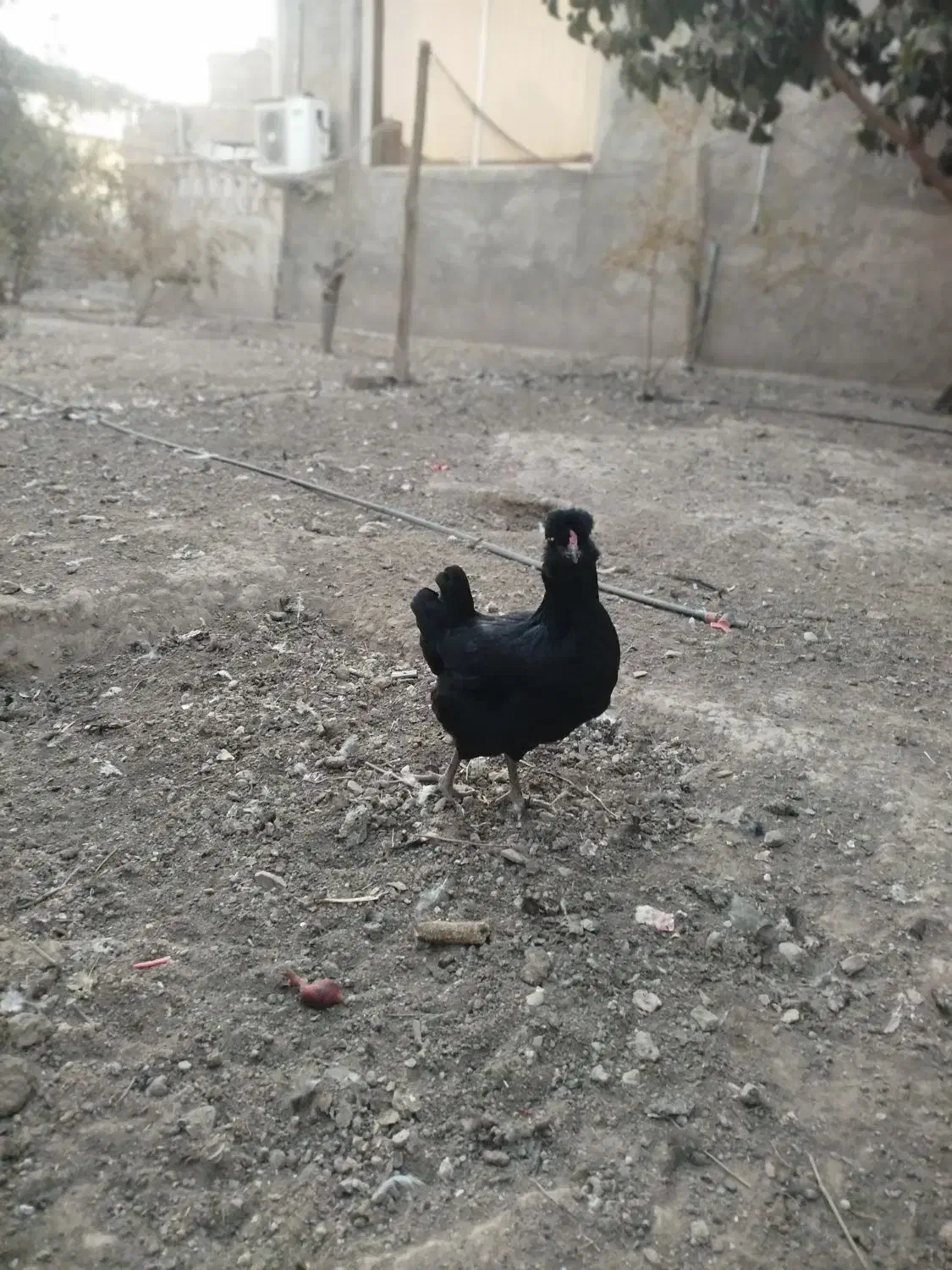 مرغ خروس گلین چهل تاج ریشو|حیوانات مزرعه|ری, علایین|دیوار