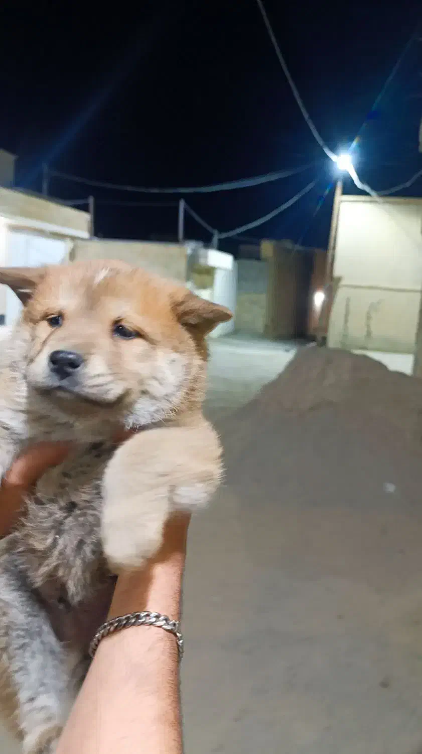 سگ چاو چاو|سگ|گراش, |دیوار