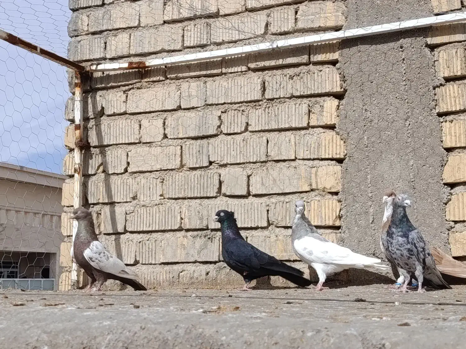 کبوتر|حیوانات|شیراز, کرونی(خاتونک)|دیوار