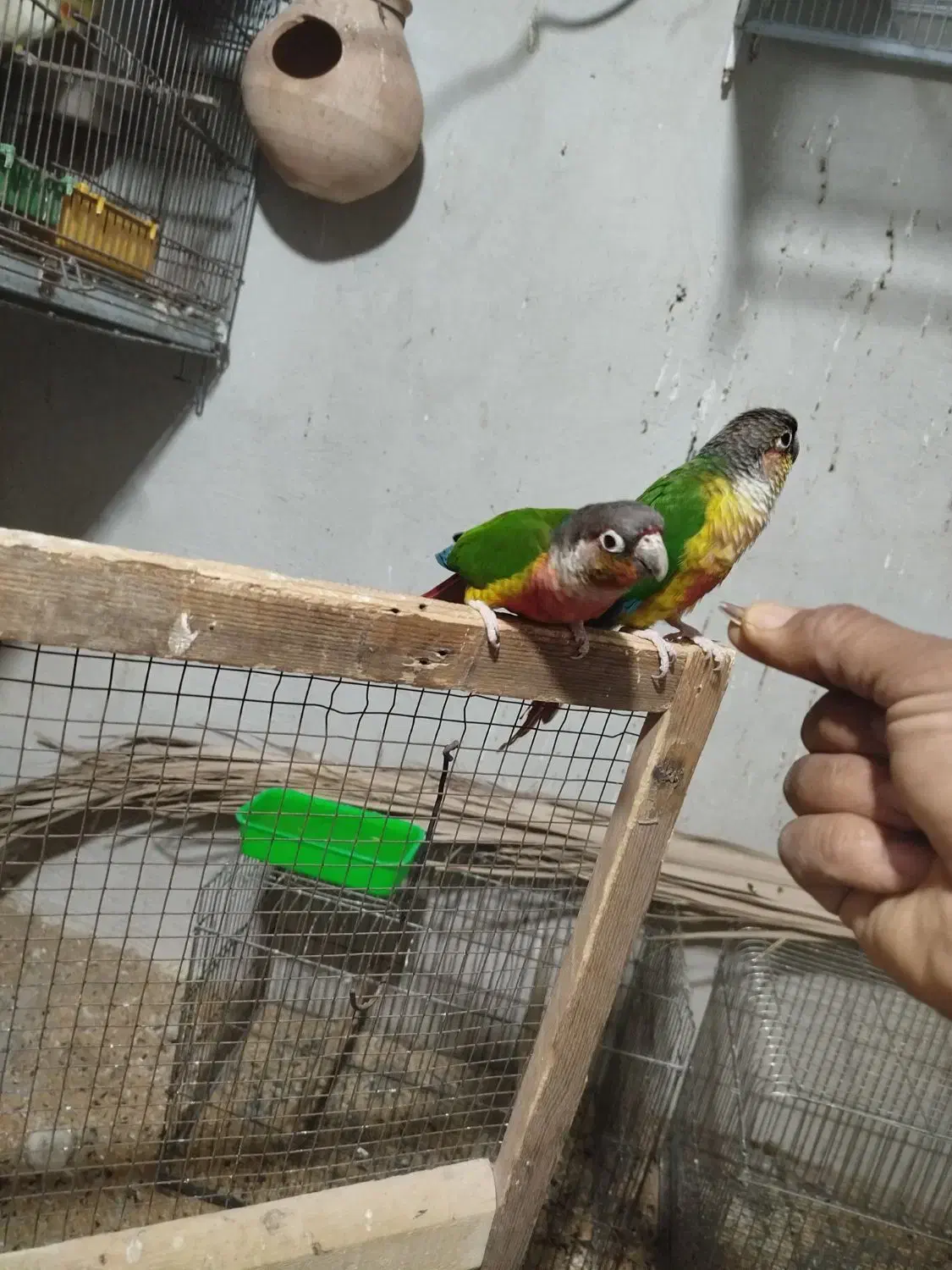 فروش گرینچیک نر|پرنده|سراوان, |دیوار