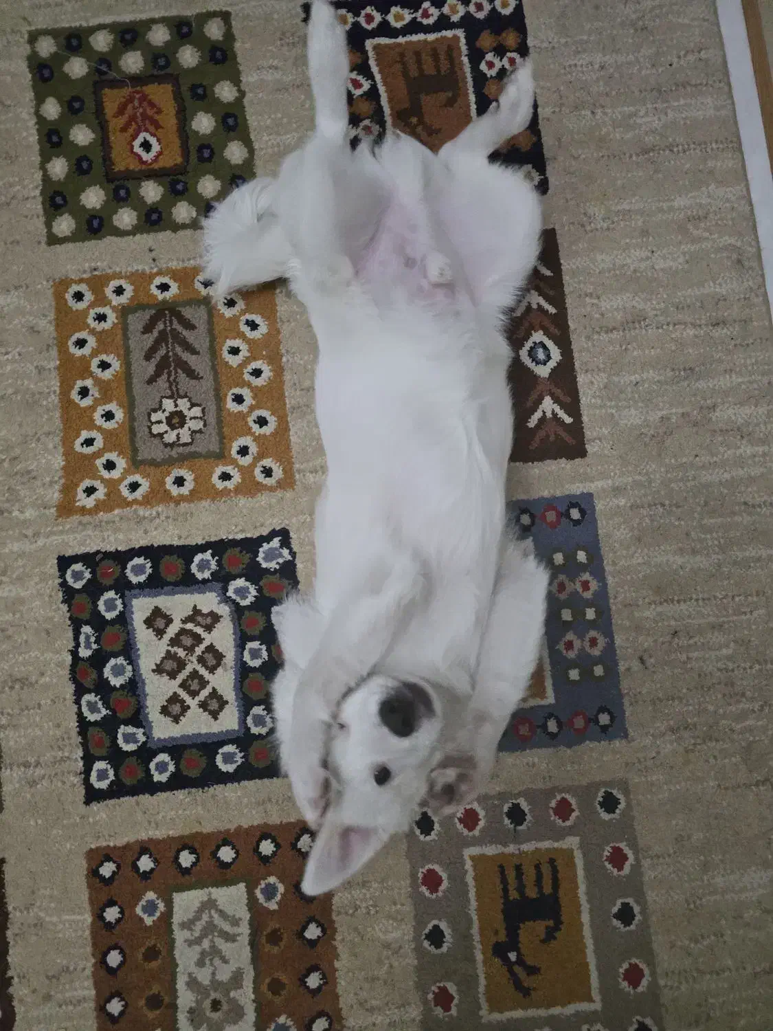 اشپیز پامر|سگ|تبریز, |دیوار