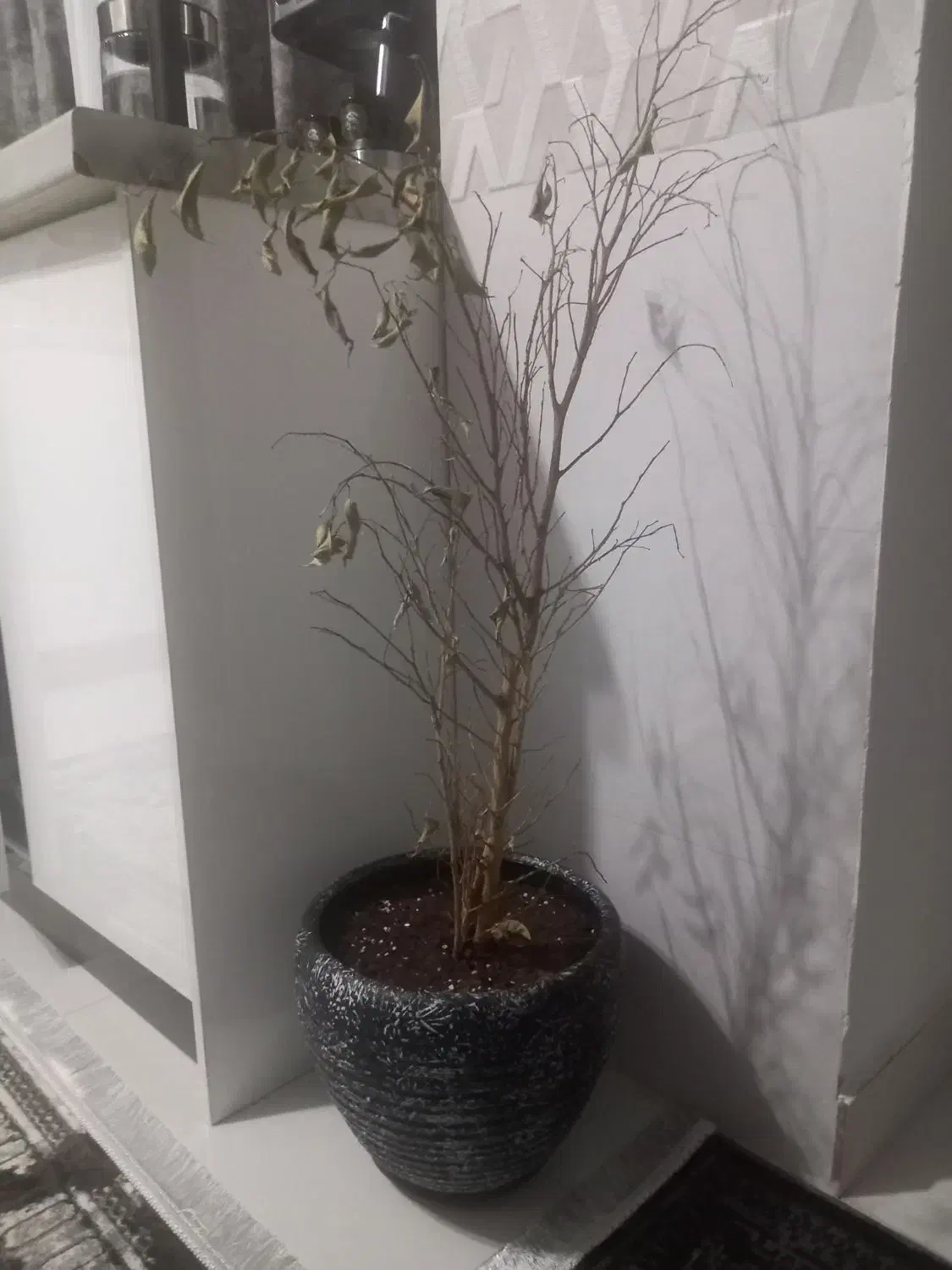 گل طبیعی|گل و گیاه طبیعی|رشت, کوی مهر|دیوار