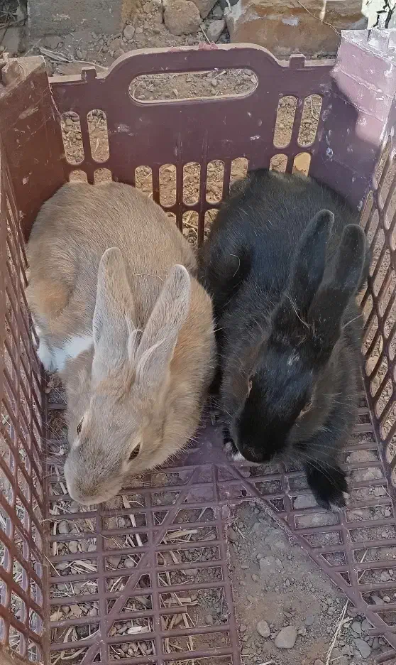 مرغ خروس  و خرگوش|موش و خرگوش|خواف, |دیوار