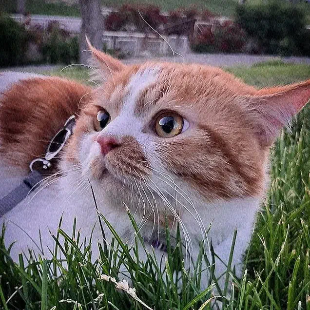 گربه میکس پرشین دی اس اچ|گربه|زنجان, |دیوار