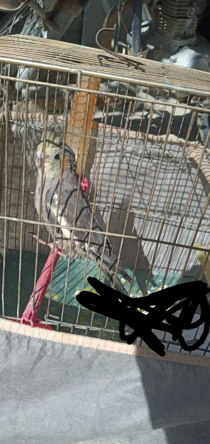 عروس هلندی زیبا و جوان|پرنده|سنقر, |دیوار