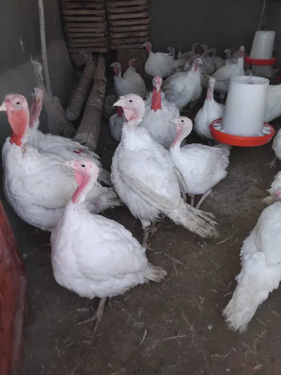 بوقلمون گوشتی|حیوانات مزرعه|سرولایت, |دیوار