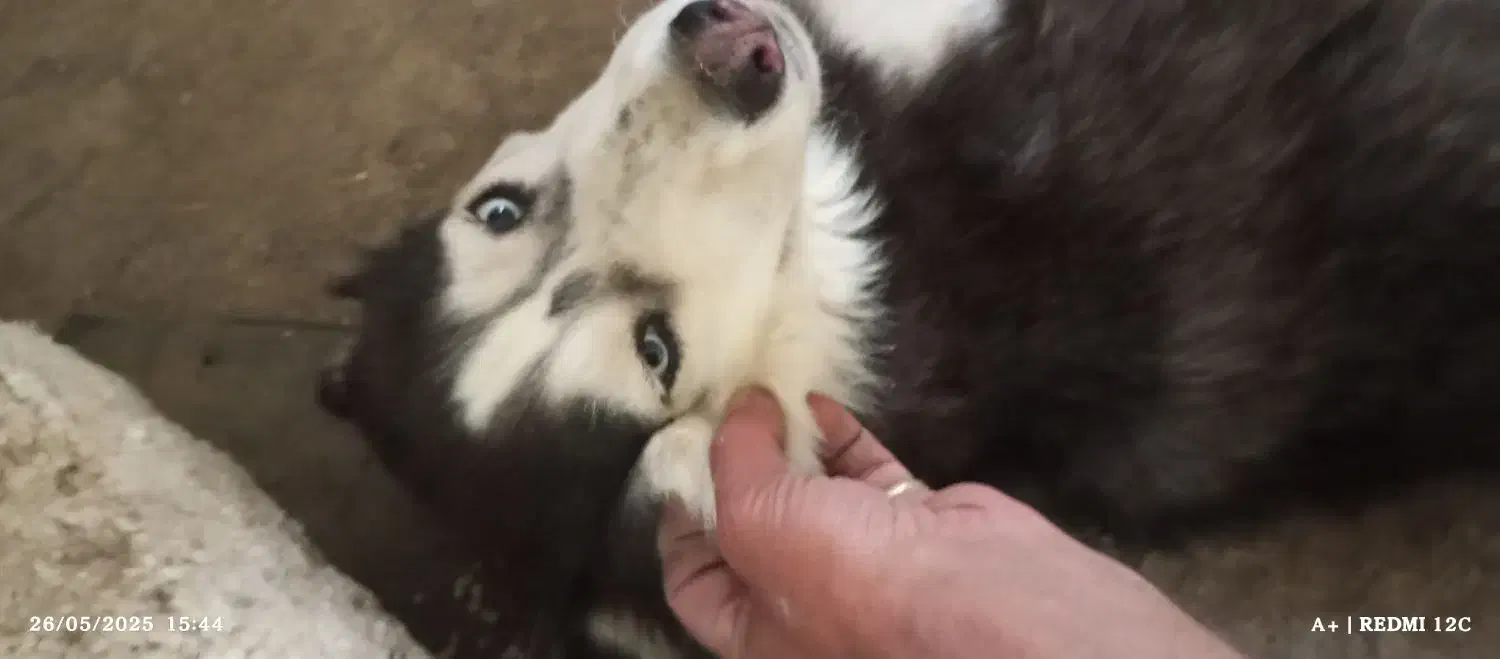 فعالیتهای اجتمایی سگهاپیداشده|حیوانات|سبزوار, ایزی شهر|دیوار